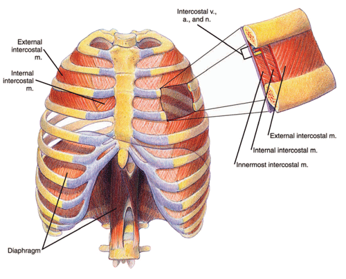 Chest cavity and diaphragm Chest cavity and diaphragm