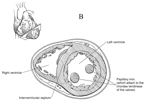 Cross-section of the ventricles of the heart Cross-section of the ventricles of the heart