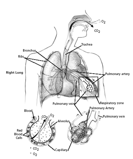 Mechanism of gas exchange Mechanism of gas exchange